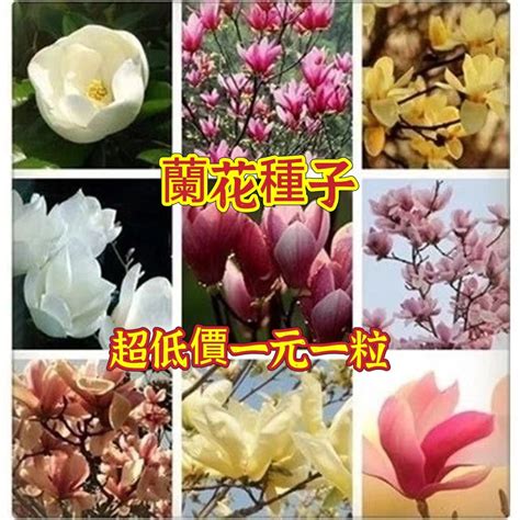 白玉蘭種植|白玉蘭花種植方法